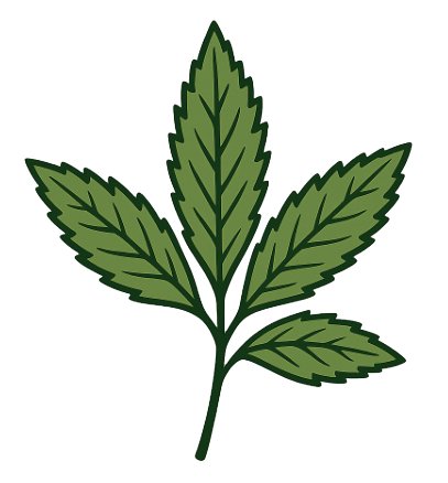 Verveine